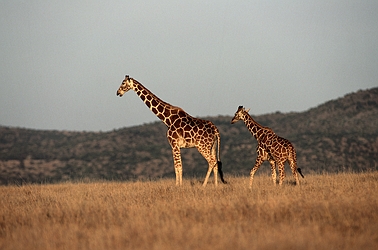 Giraffe