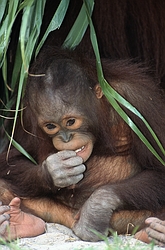 Orangutan