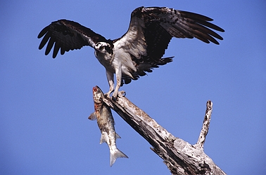 Osprey