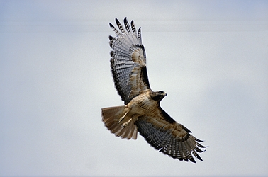 Red-tailed Hawk