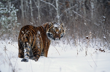 Siberian Tiger