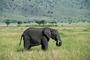 African Elephant picture