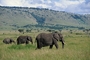 African Elephant picture