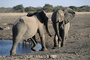 African Elephant picture