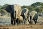 African Elephant picture