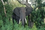 African Elephant picture