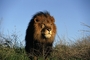 African Lion picture