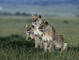 African Lion picture