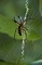 Argiope Spider picture