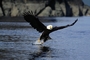 Bald Eagle picture