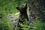 Bear picture