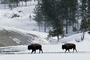 Bison picture