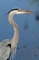 Blue Heron picture