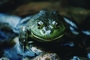 Bull Frog picture