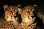 Cheetah picture