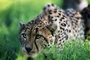 Cheetah picture