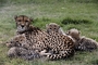 Cheetah picture