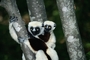 Coquerel's Sifaka picture