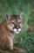 Cougar picture