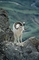 Dall Sheep picture