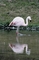 Flamingo picture