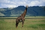 Giraffe picture