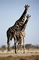 Giraffe picture