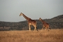 Giraffe picture