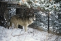 Gray Wolf picture