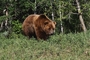 Grizzly Bear picture