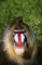 Mandrill picture