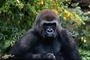 Mountain Gorilla picture