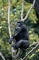 Mountain Gorilla picture