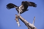 Osprey picture