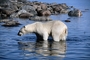 Polar Bear picture