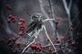 Pygmy Owl picture