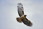 Red-tailed Hawk picture