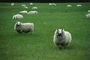 Sheep picture