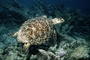 Turtle picture