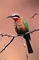 White-Fronted Bee-Eater picture