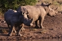 White Rhinoceros picture