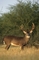 White-tailed Deer picture