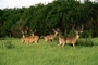 White-tailed Deer picture