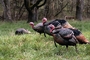 Wild Turkey picture