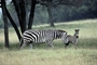 Zebra picture