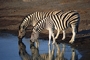 Zebra picture