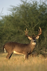 White-tailed Deer