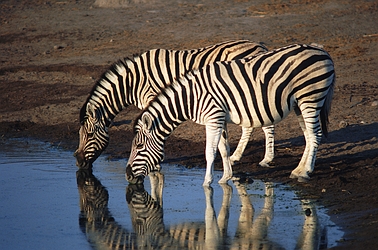 Zebra