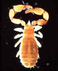 Pseudoscorpion