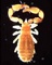 Pseudoscorpion picture